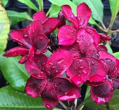 Pin On Plumeria
