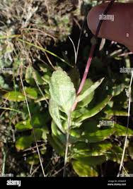 Image result for Coleus hadiensis