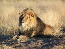 Download and use 800+ lion stock photos for free. Lion Wikipedia