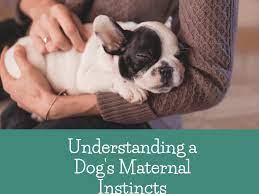 Understanding Dogs Maternal Instincts How To Know If Your Dog Is A Good Mother Pethelpful
