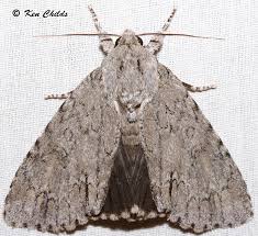 Your email address will not be published. American Dagger Moth Acronicta Americana Harris 1841 Butterflies And Moths Of North America