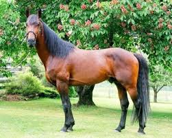 Black And Brown Quarter Horse Horse Breeds In Critical Danger Of Extinction The Equinest Horses Horse Breeds Bay Horse