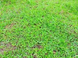 Image result for Digitaria longiflora