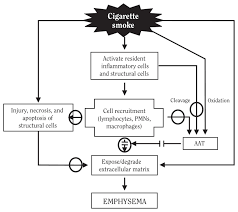 Figure 7 18 Pathogenesis Of Smoking Induced Pulmonary