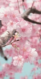 Nadire Atas On Cherry Blossom Trees Atas Blossom Cherry Cherryblossom Nadire Trees Flow Cherry Blossom Wallpaper Cherry Blossom Flowers Blossom Flower