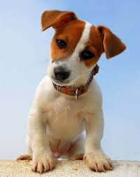 I've heard the term brindle used many times. Parson Jack Russell Wallpapers Wallpaper Cave
