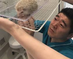 ハリネズミの爪切りの画像