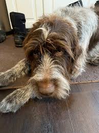 Breeders of champion wirehaired pointing griffons for the field and the show ring. Wirehaired Pointing Griffons Home Facebook