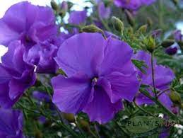 Water Corporation Of Wa 404 Australian Flowers Blue And Purple Flowers Gumamela