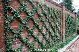 Plants And Flowers Fence Landscaping Backyard Backyard Fences