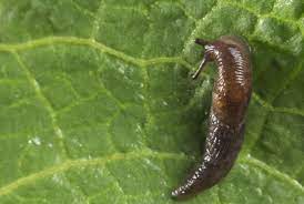 We did not find results for: Coffee Grounds In The Garden Facts And Fiction Growseed Blog