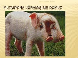 Mutasyon Modifikasyon Adaptasyon Evrim Seleksiyon Ppt Indir