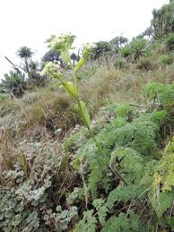 Image result for Afroligusticum runssoricum