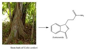 Image result for Celtis zenkeri