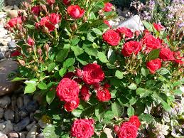 Rosa canina alveole 1 pflanze von rosa von stain wildrose dog rose. Rosen Im Steinbeet Anpflanzen Diese Sorten Eignen Sich