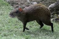 The Red Acouchi – Do Not Mistake It For The Agouti - Things Guyana