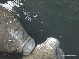 Maybe you would like to learn more about one of these? Seekuhe In Florida Beobachten Top Manatee Spots Travelinspired