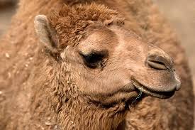 Image result for camel