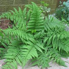 Image result for Athyrium