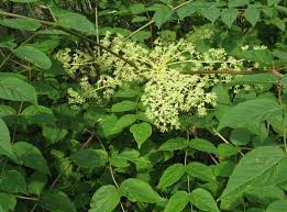 Image result for Tectaria angelicifolia