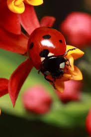 My name is avril bromfield, i am the founder of ladybug pest control. Pin On Bugs Bugs Bugs