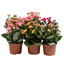 Image result for Kalanchoe calandiva