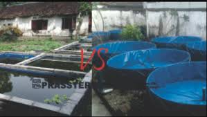 Kolam Terpal Dan Kolam Tanah Lebih Unggul Mana Temukan Disini