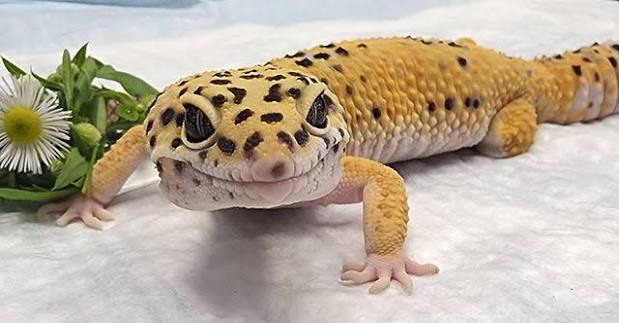 Leopard Gecko Care Guide | Long Island Birds & Exotic Veterinary Clinic