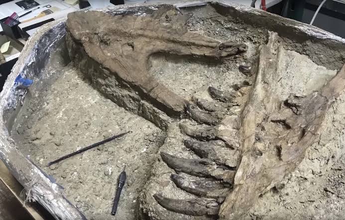 Researchers Confirm Remains of Rare 'Baby' T. Rex Found in Mont.