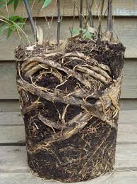 Bamboo plants are hungry and do best when given a regular liquid feed from spring to autumn. Bamboo Botanicals Bamboo Grown In Pots And Containers