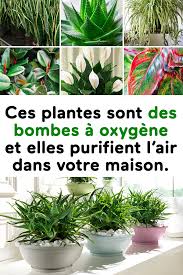 Ces Plantes Sont Des Bombes A Oxygene Et Elles Purifient L Air Dans Votre Maison Plants Succulent Garden Diy Indoor Outdoor Plants