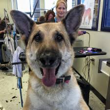 Void if copied, altered, transferred and where prohibited by law. Petco Grooming De Shedding Treatment Makes A Happy Dog And Owner Reader Giveaway Thrifty Jinxy