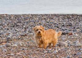 They are fearless and assertive, but are the norwich terrier is extremely intelligent. Norfolk Terrier Complete Breed Profile And Photographs