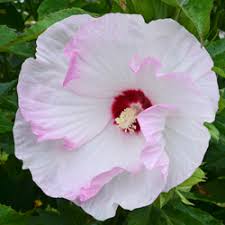 Image result for Hibiscus platycalyx