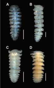 Image result for Osyridicarpos