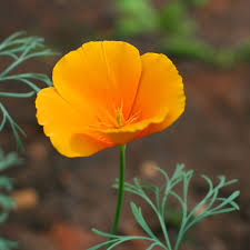 Image result for Eschscholzia californica