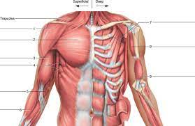 Chest muscle diagram human chest muscle anatomy human cheast muscle with diagram photos. Solved Identify The Muscles Indicated In The Chest Shoulder Chegg Com
