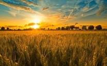 Image result for genhu ke khet images ?