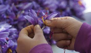 Pin Di Rumah Saffron