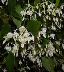 Image result for Rinorea