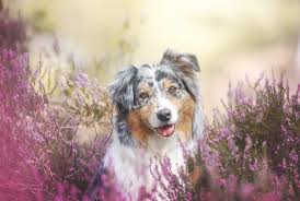 Check spelling or type a new query. 9 Cute Facts You Didn T Know About The Australian Shepherd All Things Dogs All Things Dogs