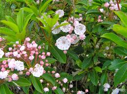 When i first moved into my house, it was a brand new builder grade house. Mountain Laurel Virginia Wildflowers