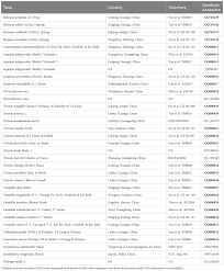 Image result for Craterostigma nummulariifolium