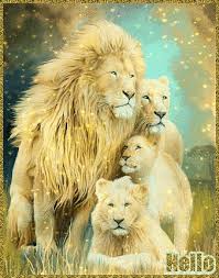 Mia e il leone bianco veicola nel migliore dei modi messaggi di grande importanza. La Mia Raccolta Gif Lion Family Lion Canvas Lion