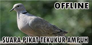 Download and install walpeper app for android device for free. 14 Burung Tekukur Hutan Terupdate Pojok Burung