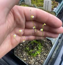 Image result for Utricularia sp.no.1