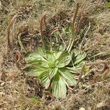 Image result for Plantago