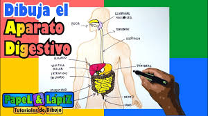 Aparato Digestivo Para Colorear
