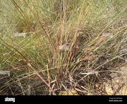 Image result for Andropogon schirensis