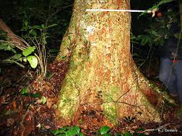 Image result for Isoberlinia